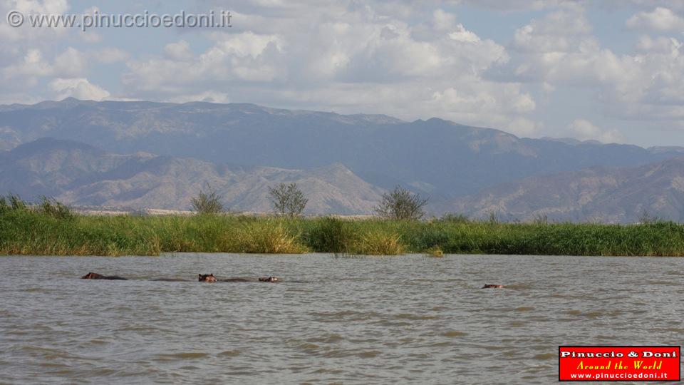 Ethiopia - Lago Chamo - Ippopotami - Hippos - 03.jpg